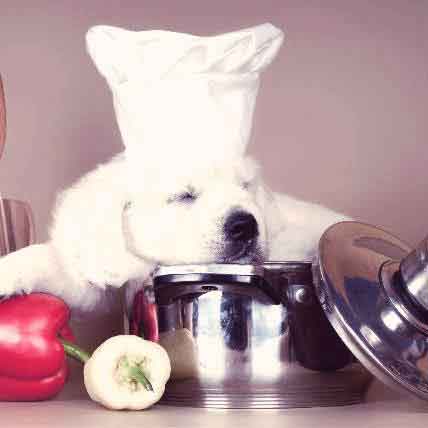 8 Super Premium Dog Foods