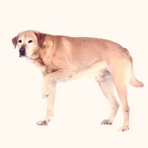 what can you give a dog for pain and swelling