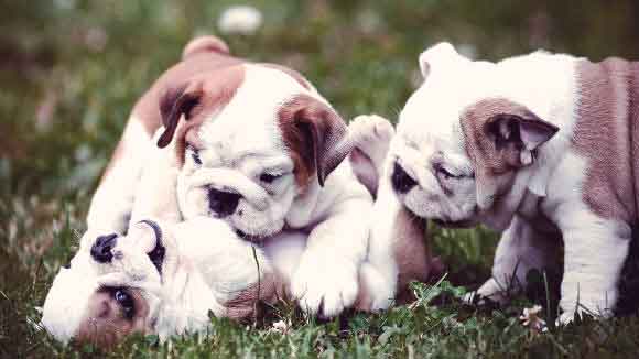 Bulldog Puppies Playing In The Grass