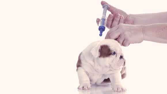 what age can puppies be vaccinated