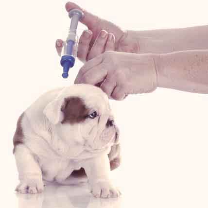 do puppies need their shots