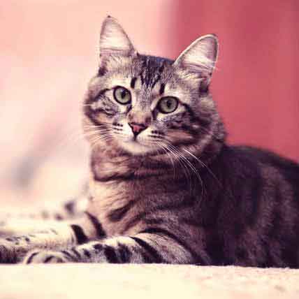 9 Questions to Ask Before Adopting a Cat