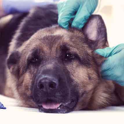 Clinical signs of store rabies in dogs