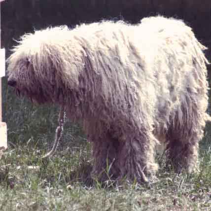 Unusual dogs  Unusual dog breeds, Dog breeds, Dog with dreads