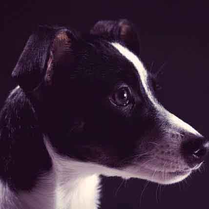 how often should you walk your rat terrier puppy