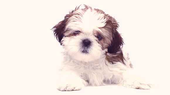 how old can shih tzu get pregnant