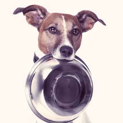 Raw Food Dog Diet