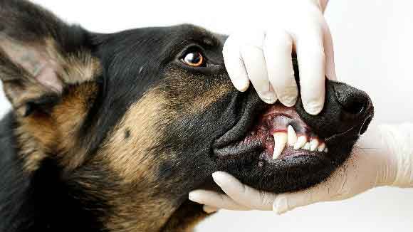 Retained Deciduous Teeth in Dogs and Cats | PetCareRx