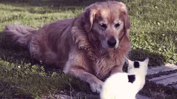 revolution purple for dogs