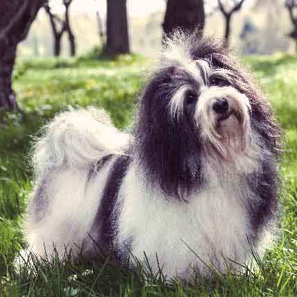 How to Find the Right Pet Salon