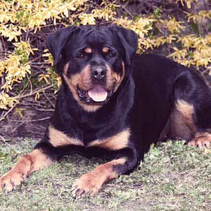 how long should a rottweiler eat puppy food