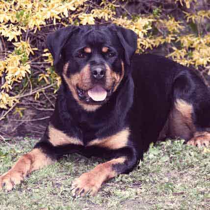 7 month old rottweiler at correct weight for his age