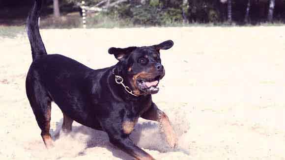 do rottweilers need haircuts