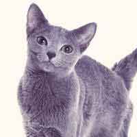 russian blue cats 101