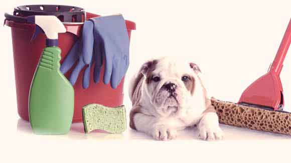 Pet Safety and Household Cleaning Products