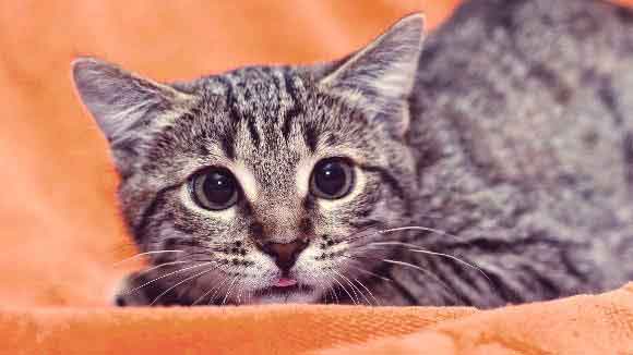 How Do You Know When A Cat Is Scared - Cat Lovster