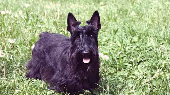 A Scottish Terrier Outside In The Grass