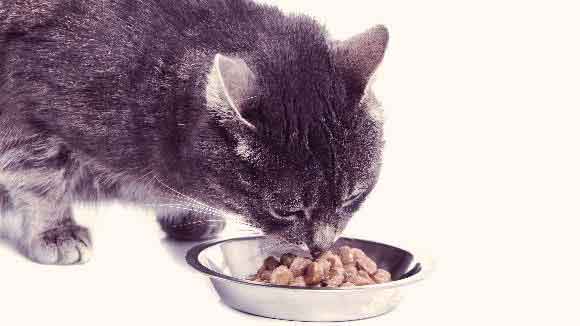 gray cat eating moist cat food
