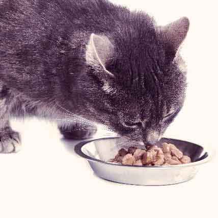 Mix wet and dry cat food best sale