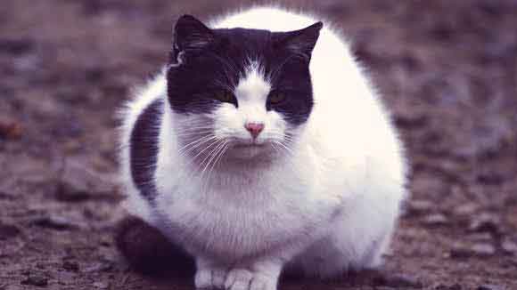 What can i feed my hotsell old cat to gain weight