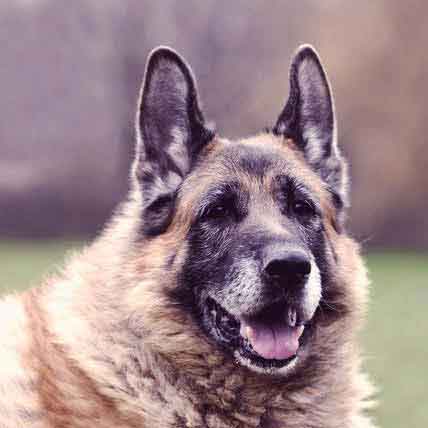Senior Dog Care: Keeping Your Senior Pet Healthy