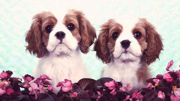 King Charles Spaniel Weight Chart