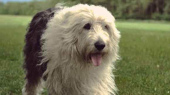 All About Sheepdog Breeds