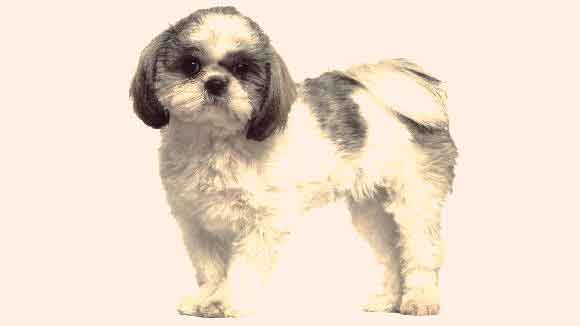 77+ Shih Tzu Full Grown Teddy Bear Dog