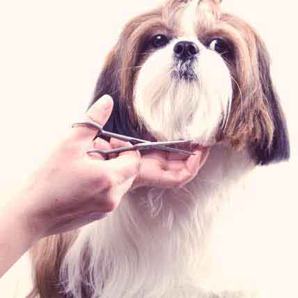 How To Groom A Long Haired Chihuahua Petcarerx