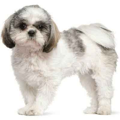 Shih tzu hot sale puppy cut