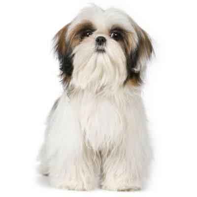 Shih tzu hot sale puppy hair