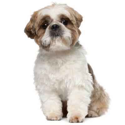 Shaving a hot sale shih tzu