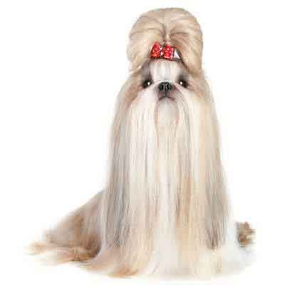 Shih tzu 2025 straight hair