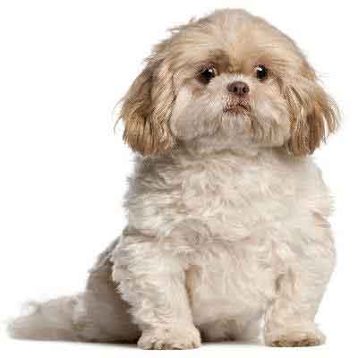 45+ Shih Tzu Male Haircut