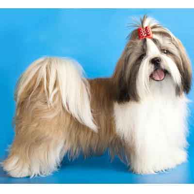 shih tzu hair knots