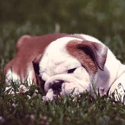 what is coprophagia in dogs