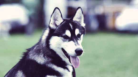 How to train siberian best sale husky puppies