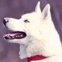 medium sized white dog breeds