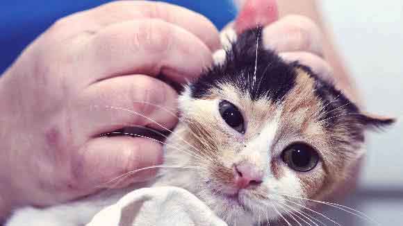 9 Signs of a Sick Kitten - And What to 