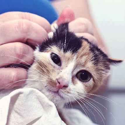 kitten sick after first vaccination