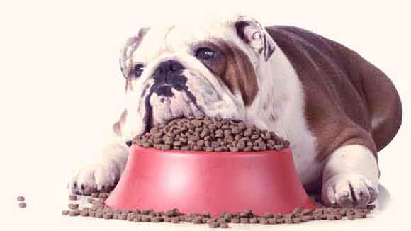 Signs Your Pet Needs New Food