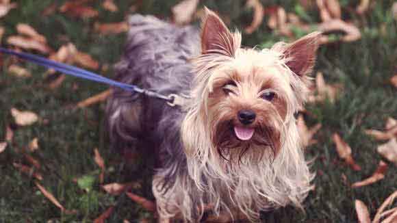 cute small dog breeds that dont shed