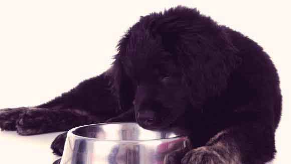 no corn wheat soy dog food