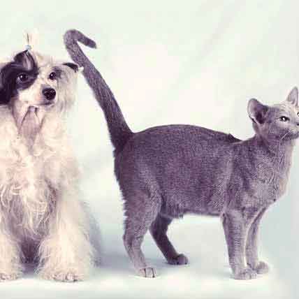 All About Spaying and Neutering Dogs and Cats