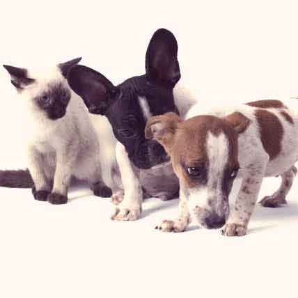 Pet Stain and Odor Removal Products
