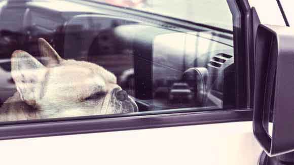 5 Steps to a Safe Drive with Your Dog
