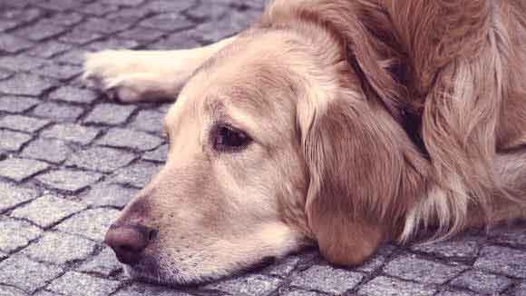 Symptoms of Addison's Disease in Dogs