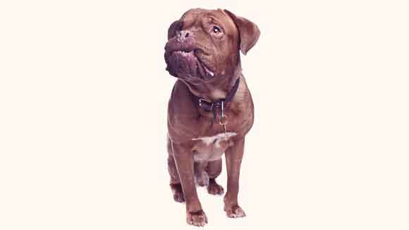 Symptoms Of Alopecia In Dogs Petcarerx
