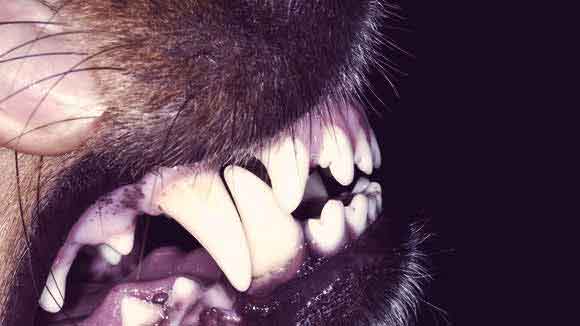 Symptoms of Dog Gum and Tooth Problems