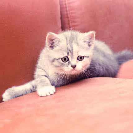 how do you get rid of distemper in cats